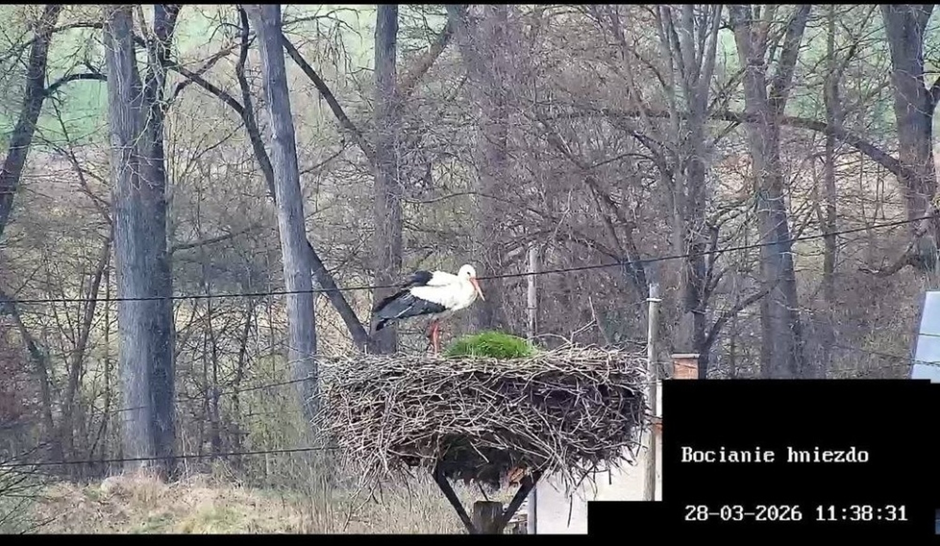 Turiec Online - Náš Bocko (Ciconia ciconia) je späť. Do Príboviec ...